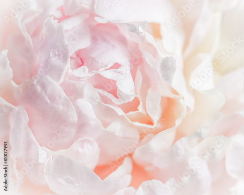 White pink peony petals. Soft focus. Abstract floral background for holiday design © OLAYOLA