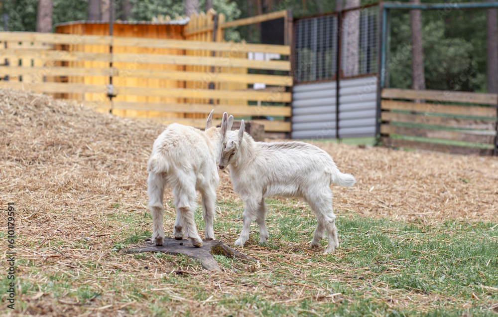 Obraz premium Two white little goats play with each other on the farm. Breeding goats and sheep. Housekeeping. Cute with funny. 
