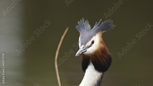 Great Crested Grebe or Fuut flare out ear feathers staring and gazing, profile photo