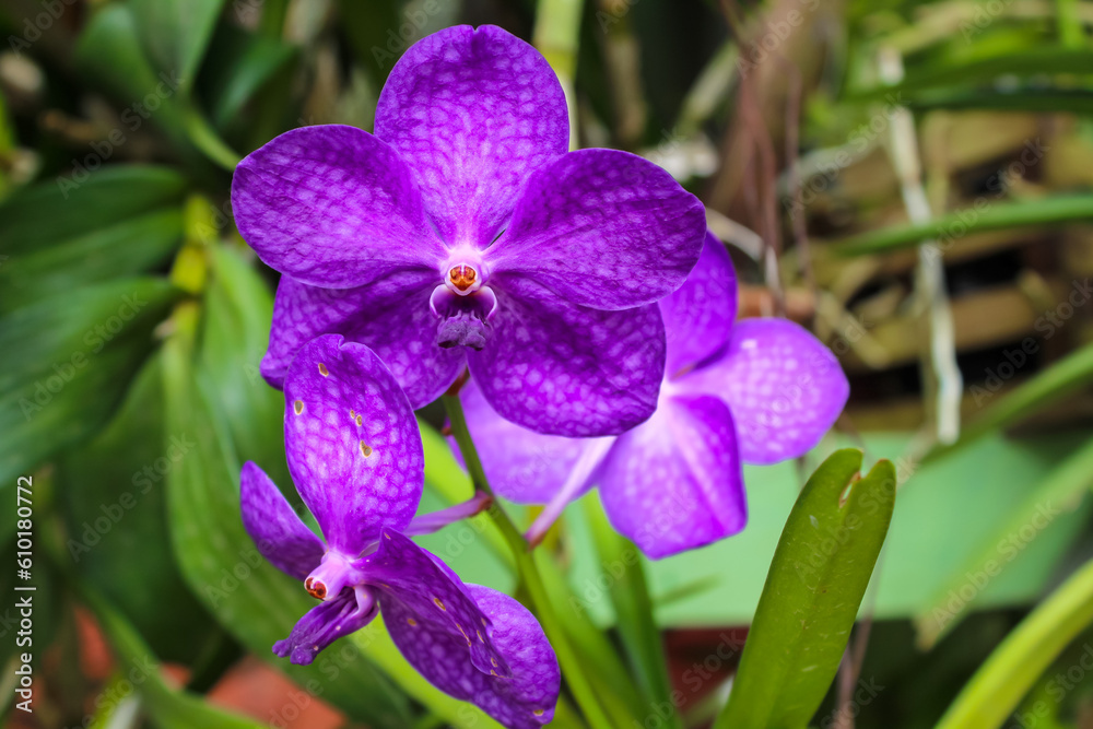 Close-up of a full bodied white spotted purple orchid in August of the Orchid House collection, Peradeniya, Sri Lanka. Close-up of a full bodied white spotted purple orchid in August of the Orchid House collection, Peradeniya, Sri Lanka.