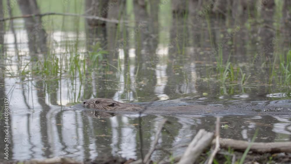 Beaver swims along dam edge among half-submerged trunks and aquatic vegetation Beaver swims along dam edge among half-submerged trunks and aquatic vegetation