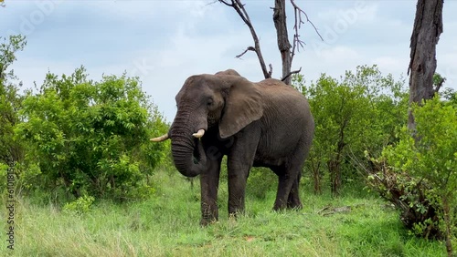 Big Five elephant grazing eating grass with long trunk tusk Kruger National Park bush spring winter lush greenery Johannesburg South Africa wildlife cinematic slow motion right slider movement