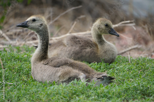 canada goose goslings © brian