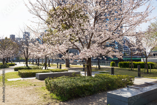 中之島公園の桜