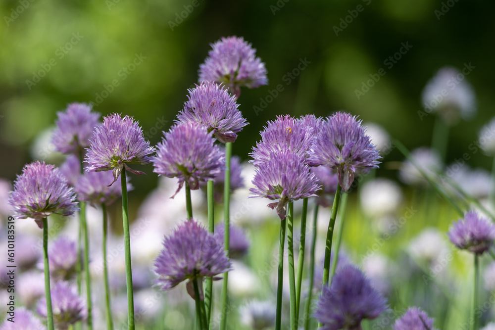 Macro abstract texture background of blooming purple chives (allium schoenoprasum) with defocused garden background