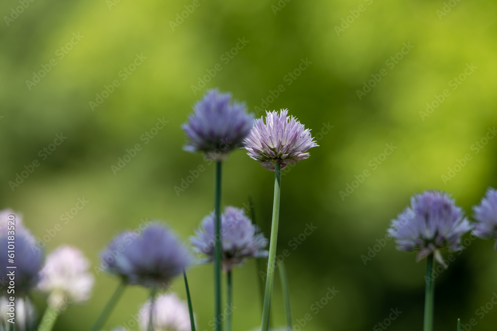 Macro abstract texture background of blooming purple chives (allium schoenoprasum) with defocused garden background Macro abstract texture background of blooming purple chives (allium schoenoprasum) with defocused garden background