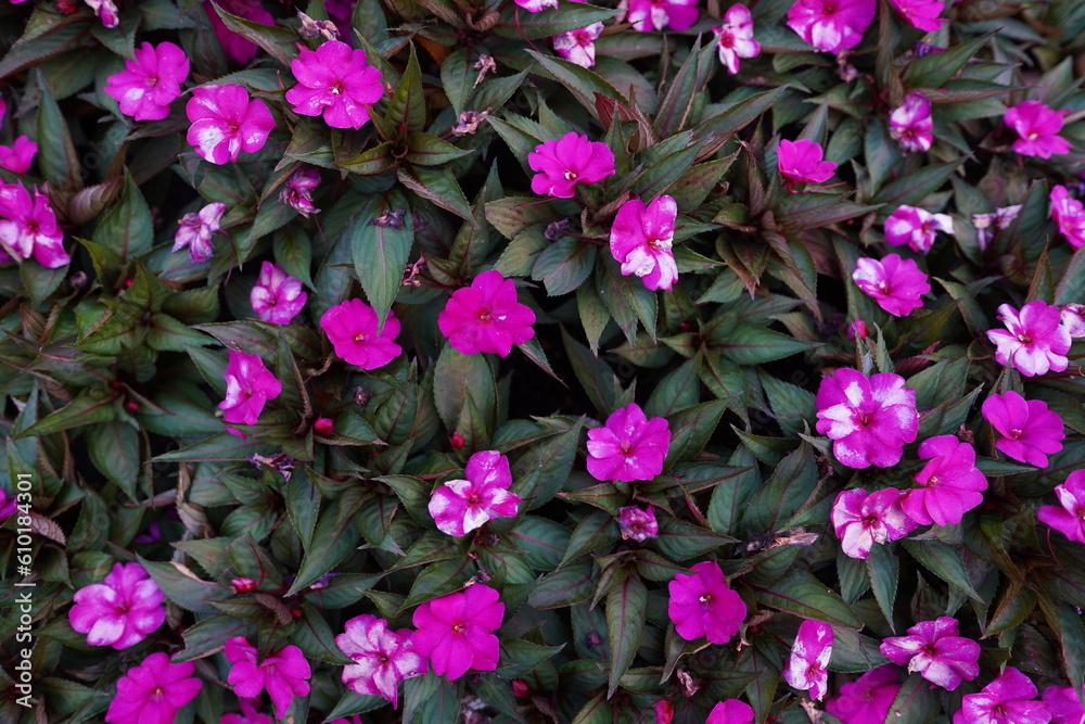 花素材 花素材