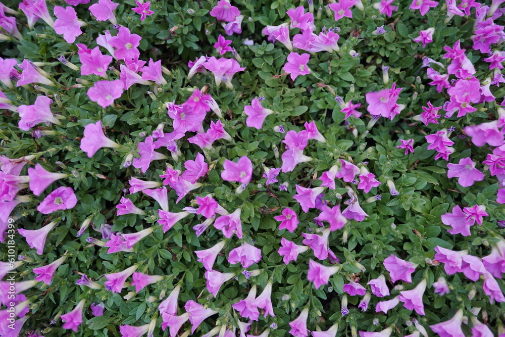 Fototapeta premium 花素材