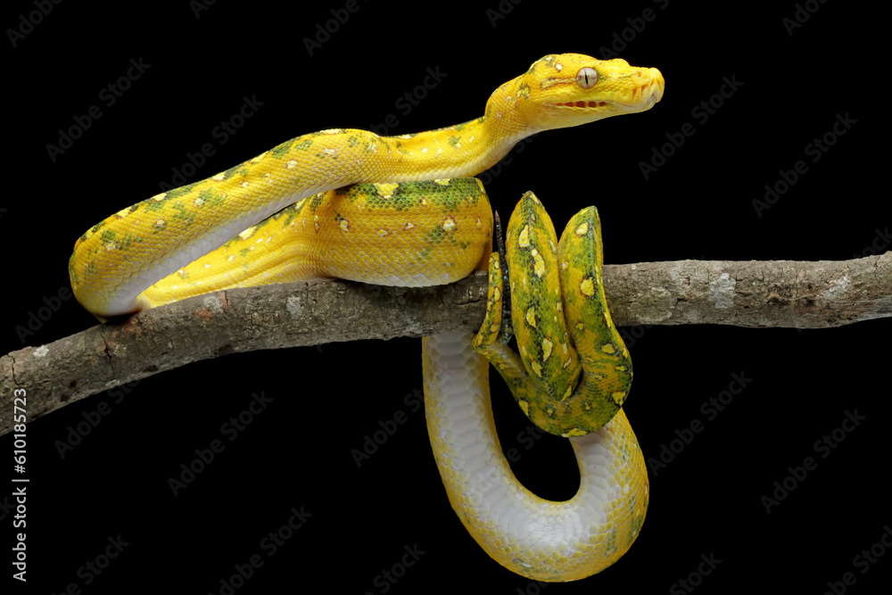 Obraz premium Green tree python closeup on branch with black background, Green tree python (Morelia viridis)