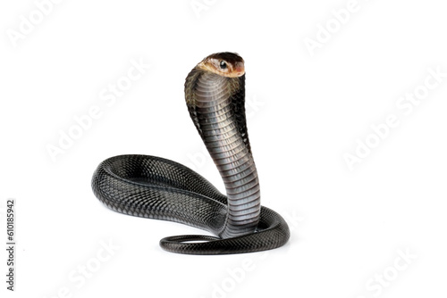 Javanese cobra snake isolated on white background, snake habitat in Java Indonesia, Naja sputatrix