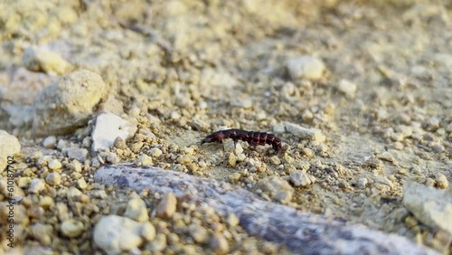 Strange insect with manny legs crawling on stoney dry land to safety during sunny day