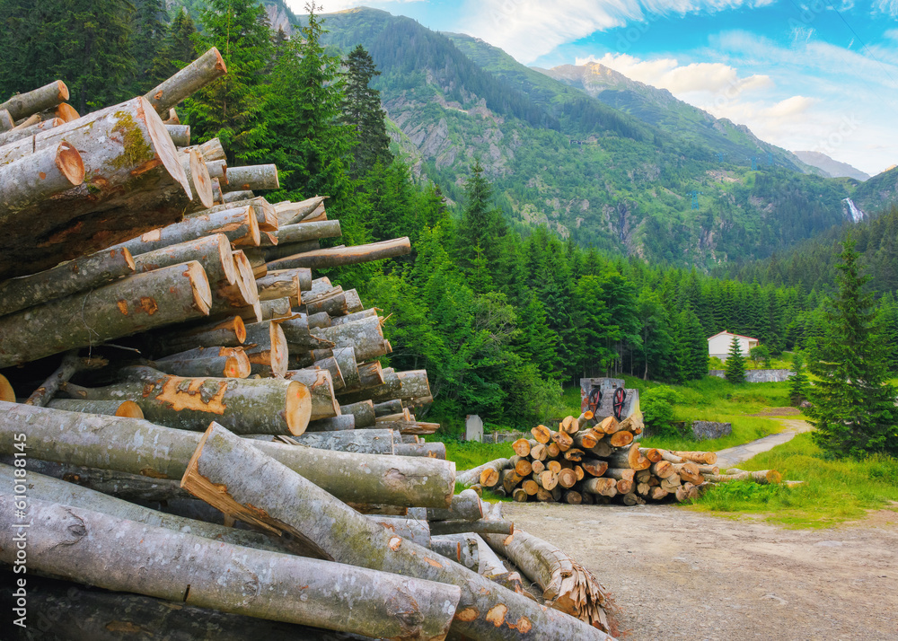 wood cut and deforestation. environment disaster concept. carpatian mountains in summer