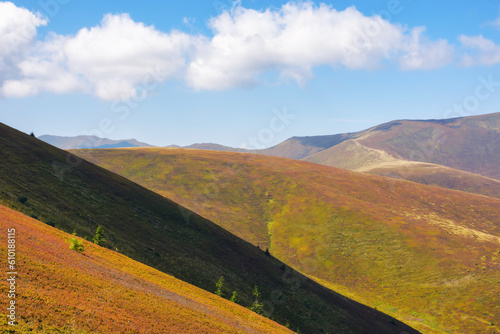 nature background with mountains. colorful scenery with hills and meadows. sunny day in early autumn. ukraine