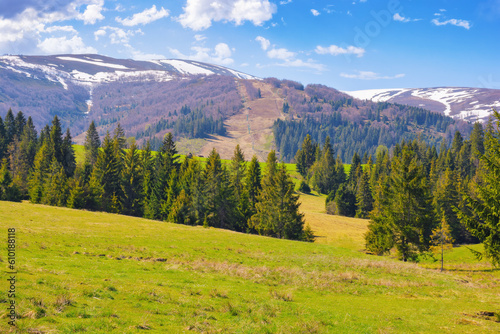 rural landscape with forested hills. spruce trees in the valley. beech trees on the distant hills. snow capped tops beneath a blue bright sky