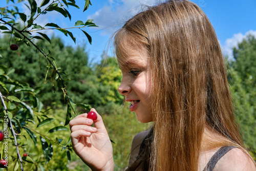 A smiling Caucasian girl picks a ripe cherry berry from a tree in the garden on a sunny day. Harvesting ripe cherries