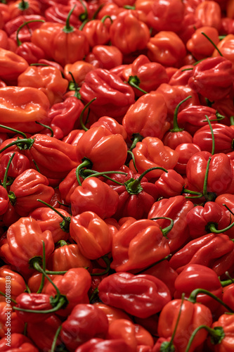 Fototapeta Naklejka Na Ścianę i Meble -  Lots of red habanero hot peppers. Background from red habaneros. Bunch of red peppers. Harvest of peppers. Mexican ripe hot pepper. Bright spice. Spicy food. Top view. 
