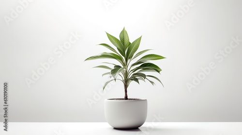 green potted plant on white background with copy space