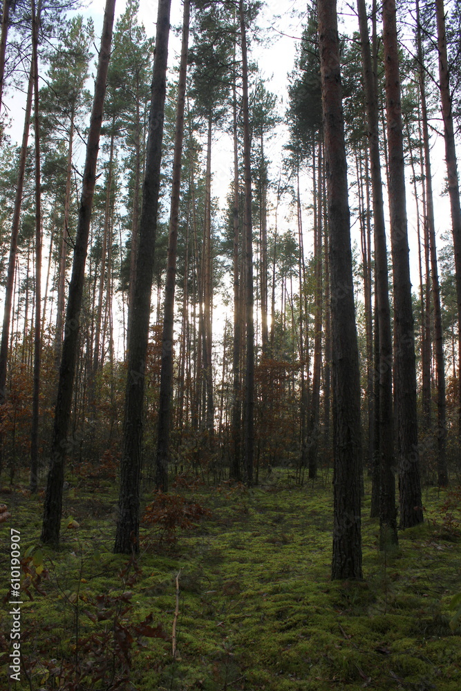 A walk through the autumn forest in Belarus