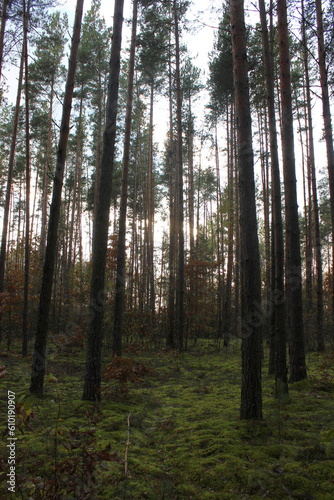 A walk through the autumn forest in Belarus