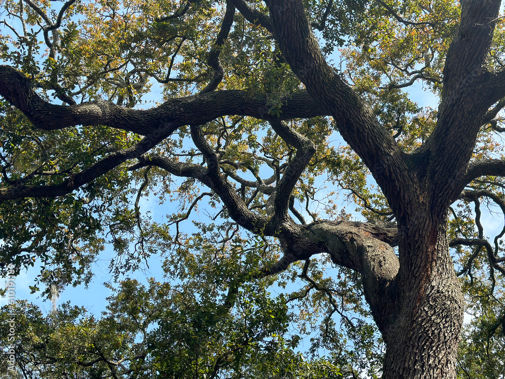 Moss-covered oak tree in Savannah, Georia.