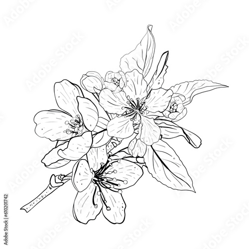 Obraz na płótnie Vector illustration of blooming branch of cherry, sakura, apple, plum, wild cherry plum, bird cherry