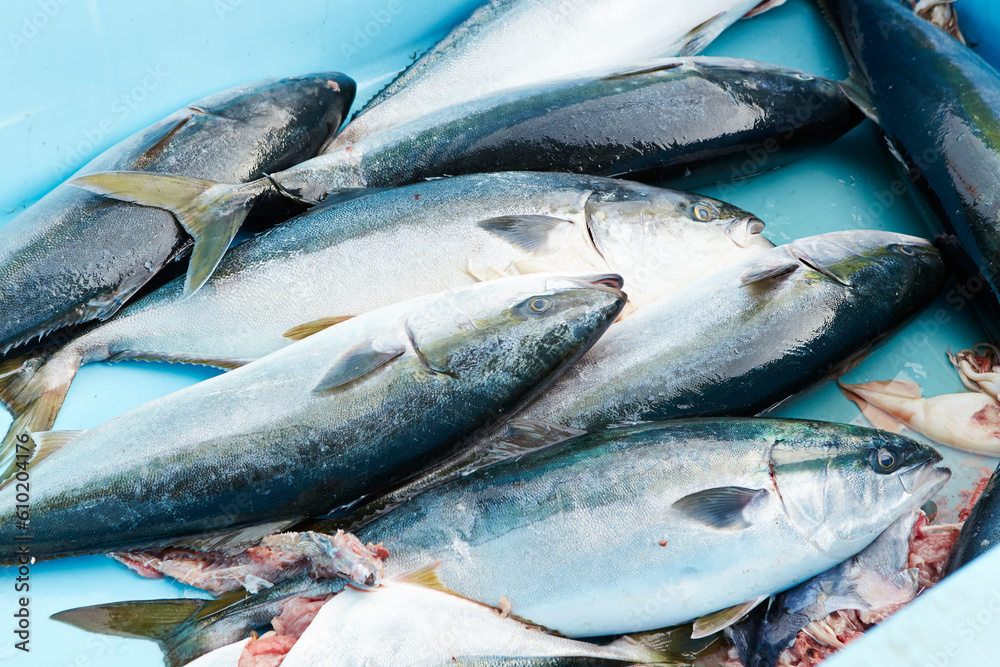 Obraz premium fresh fish on ice in a market 