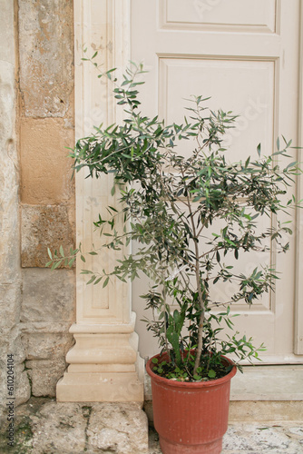 Old medieval clay pot with olive tree over stone wall. Traditional European  Greek architecture. Summer travel