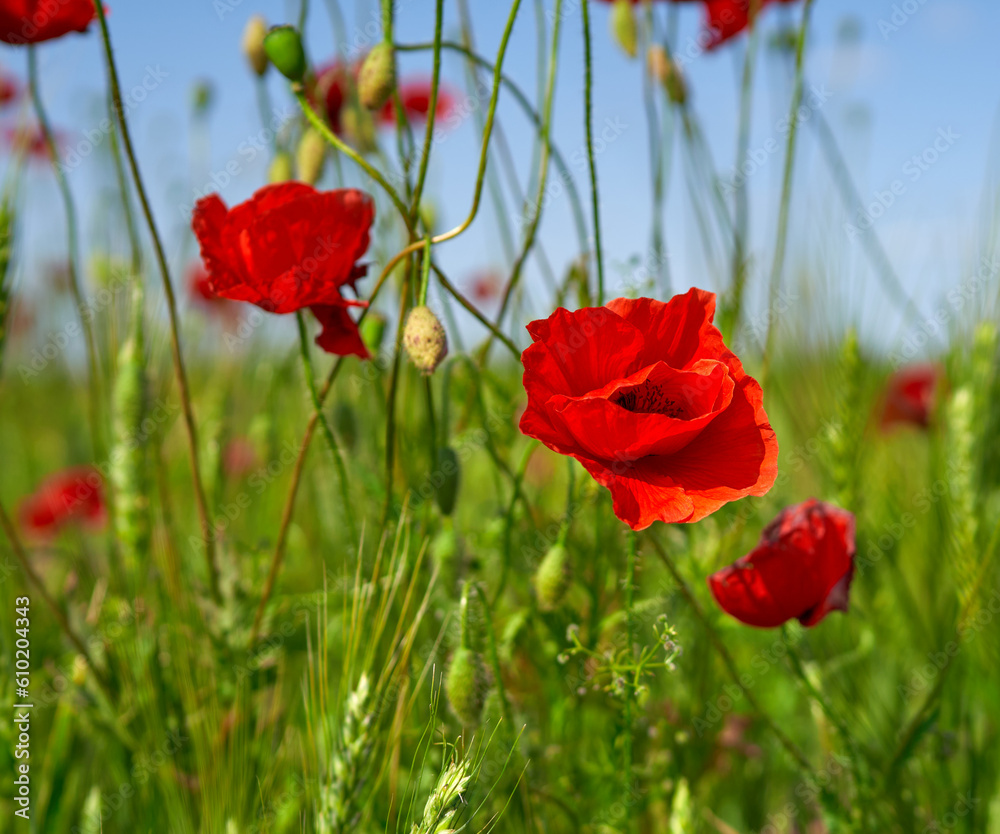 Obraz premium poppy flowers grow in the field