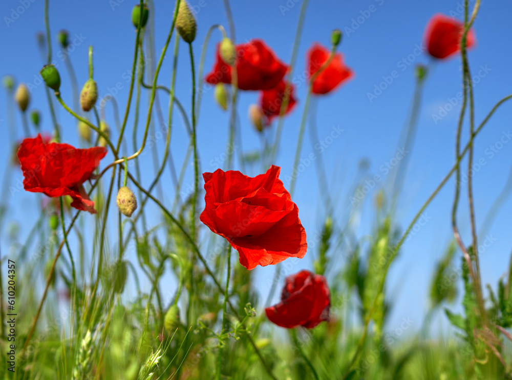 Obraz premium poppy flowers grow in the field