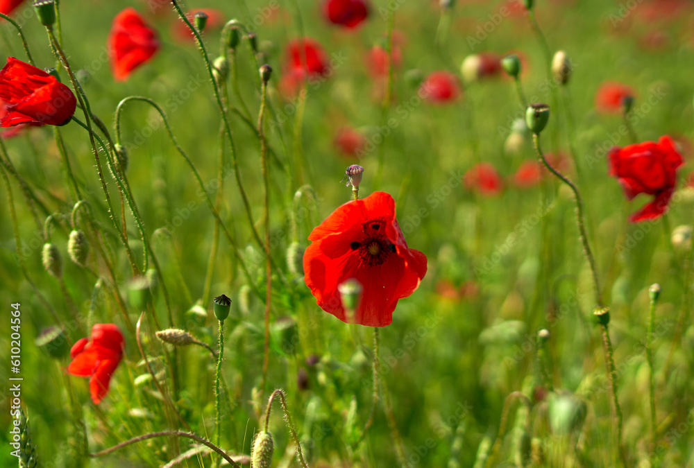 Fototapeta premium poppy flowers grow in the field