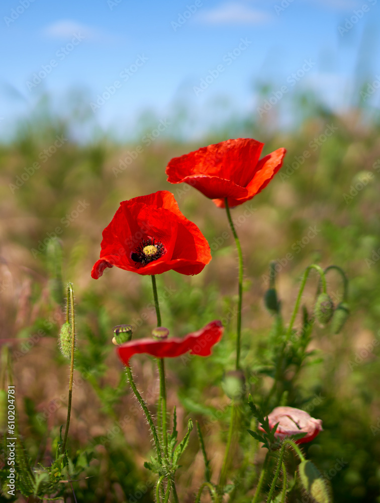 Naklejka premium poppy flowers grow in the field