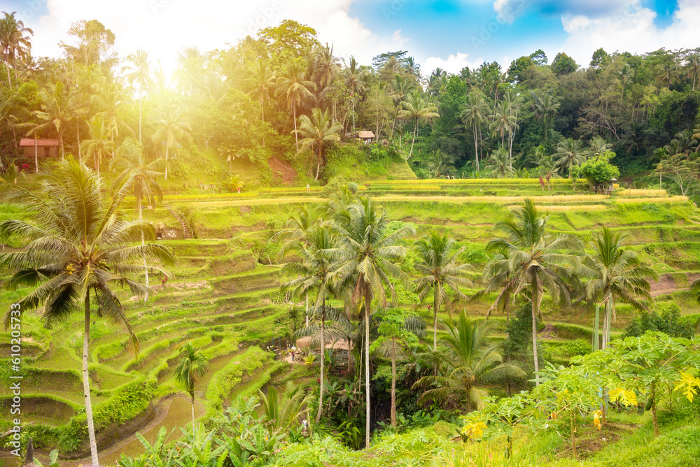 Green rice fields plantation or paddies on Bali island, Indonesia