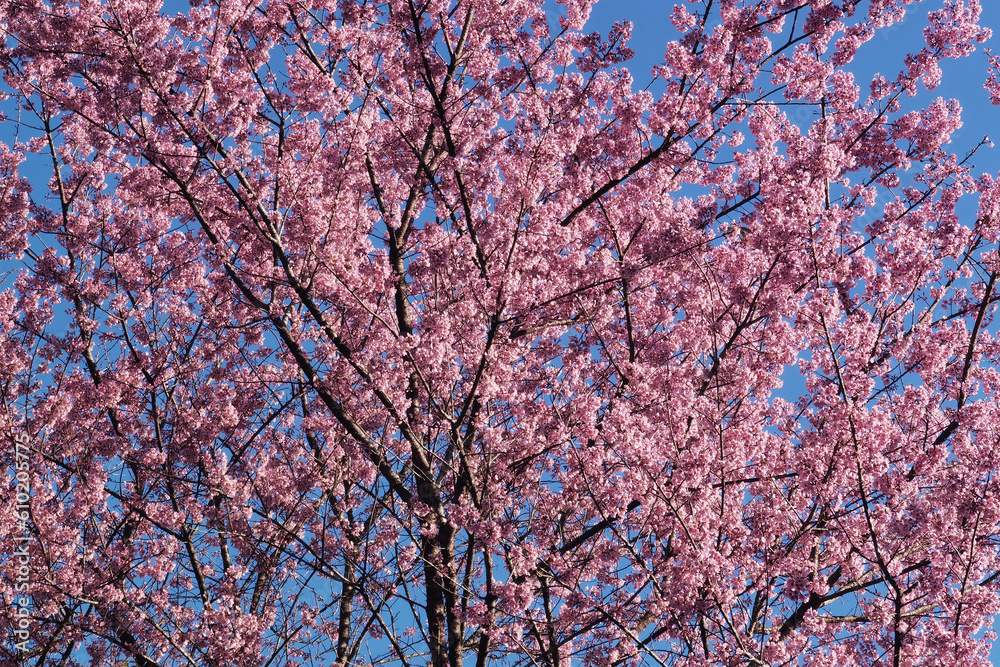 Phaya suae flower or sakura flower in Thailand Phaya suae flower or sakura flower in Thailand