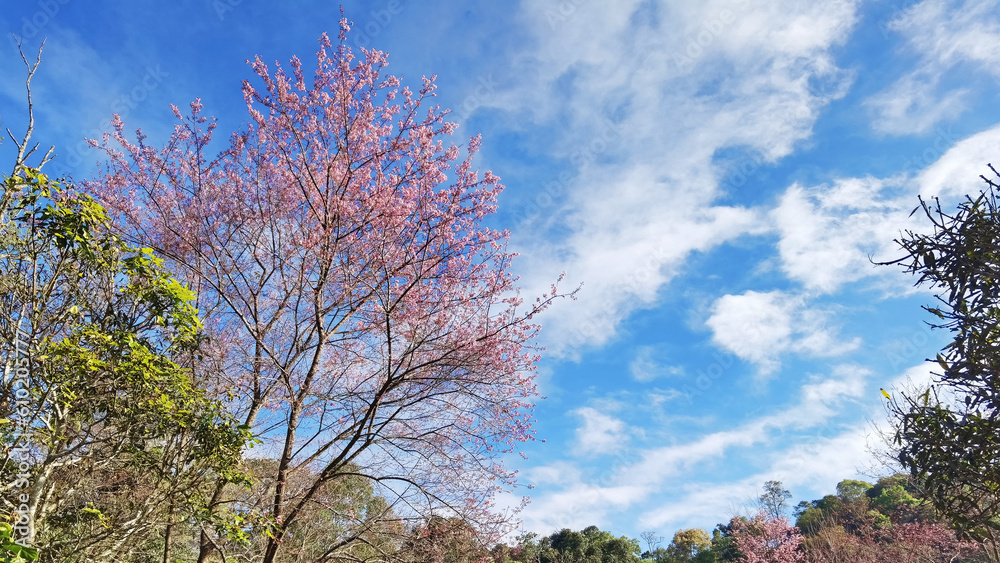Phaya suae flower or sakura flower in Thailand Phaya suae flower or sakura flower in Thailand