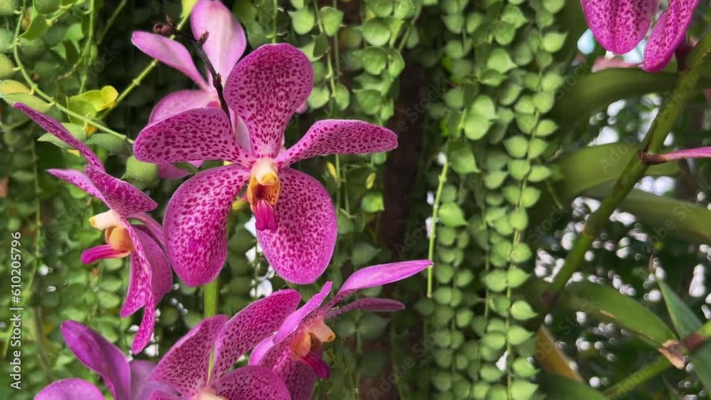 closeup pink orchid flower in garden 