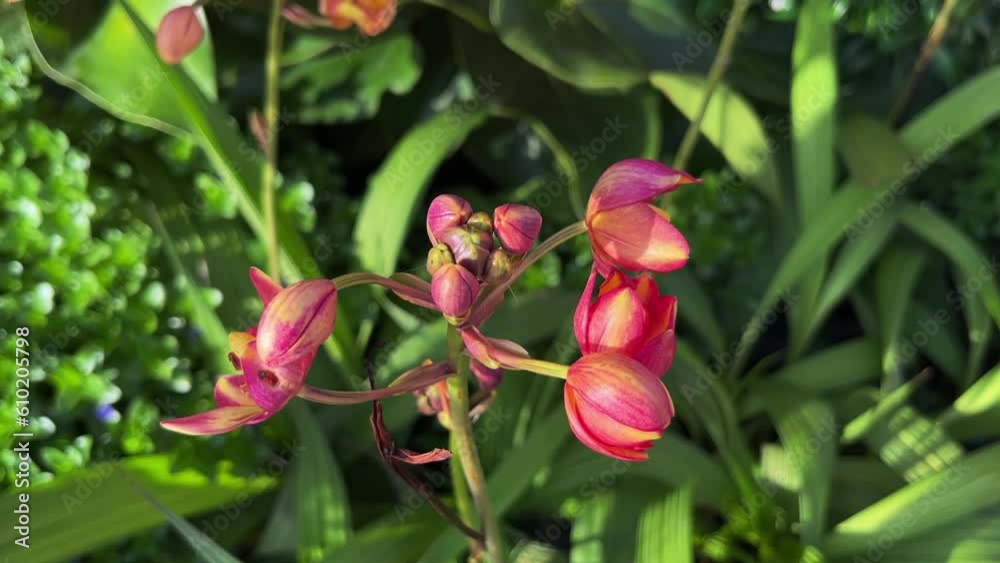 closeup pink orchid flower in garden closeup pink orchid flower in garden