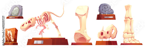 Fossil dinosaur in museum cartoon vector skeleton. Dino stone archaeology exhibit with pedestal icon for room interior. Tyrannosaurus rex and animal skull different isolated prehistoric illustration.
