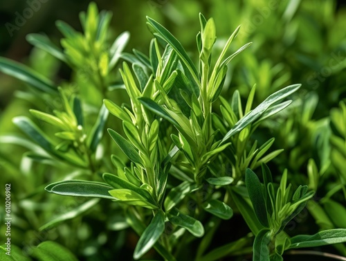 Tarragon with fresh green leaves in a garden setting