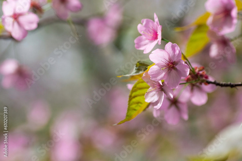 Banner. Cherry blossoms in Moscow. Wallpaper spring, nature. Japanese cherry blossoms in the garden. Blossoming buds on the branches of a tree in the Japanese garden in the arboretum.  © Юлия Клюева