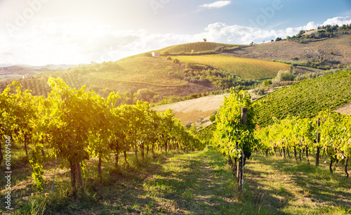 Vineyard with grapes in sunshine  agriculture and farming