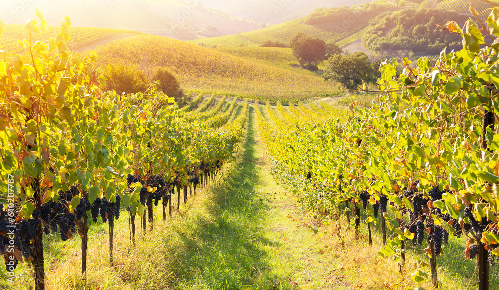 Vineyard with grapes in sunshine, agriculture and farming