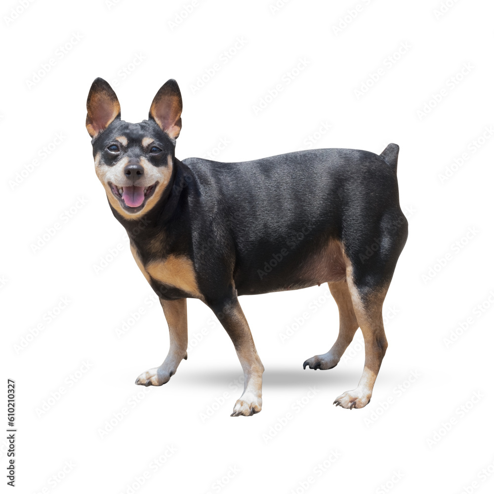 Dog Miniature Pinscher isolated on white background