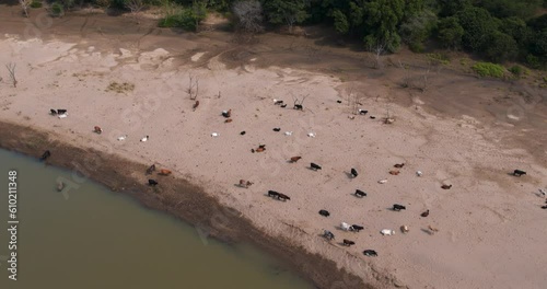 Drone footage showing Nguni cattle resting on a sand bank of the Tugela river in rural KwaZulu-Natal , South Africa. photo
