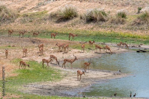 herd of Impala on lake shore in Kruger park wild countryside  South Africa