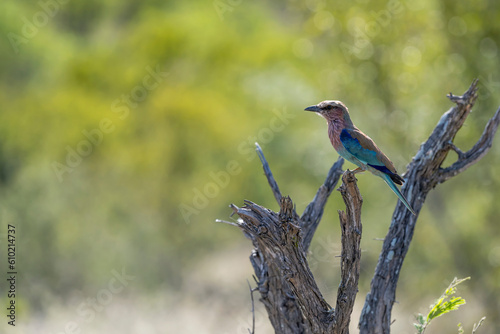 European roller on whitered tree at Kruger park, South Africa