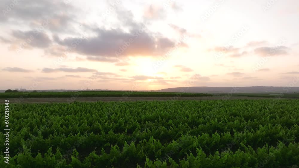 Sunset over Grape vines and rural landscape, Slow movement aerial view Sunset over Grape vines and rural landscape, Slow movement aerial view