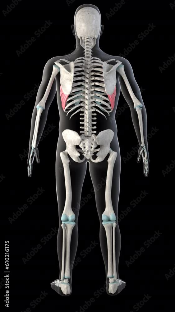 Serratus Anterior Muscles on Whole Human Body Vertical Video Serratus Anterior Muscles on Whole Human Body Vertical Video