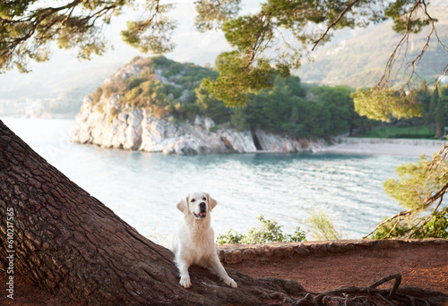 dog on the background of the sea, islands and mountains. Golden retriever on the background of a beautiful landscape