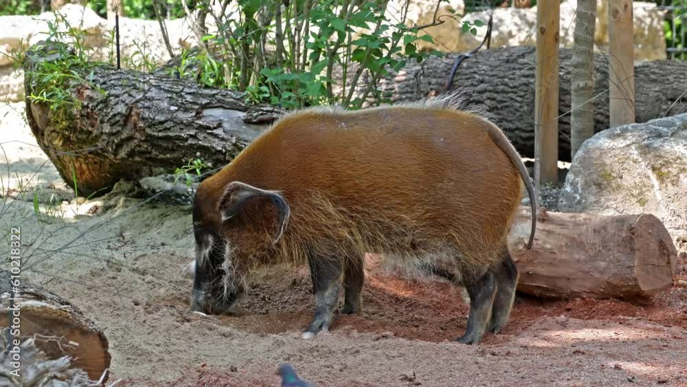 Red river hog, Potamochoerus porcus, also known as the bush pig. This pig has an acute sense of smell to locate food underground. Red river hog, Potamochoerus porcus, also known as the bush pig. This pig has an acute sense of smell to locate food underground.