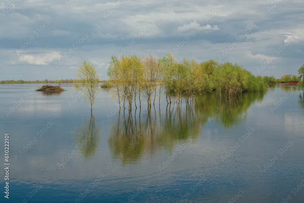Flood in Polissya, Belarus, trees in the water